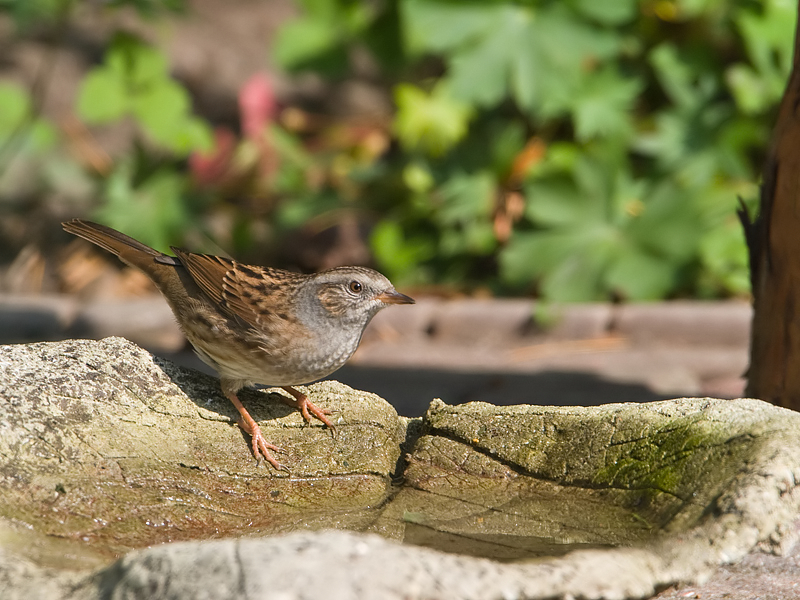 Prunella modularis Hedge Accentor Heggenmus